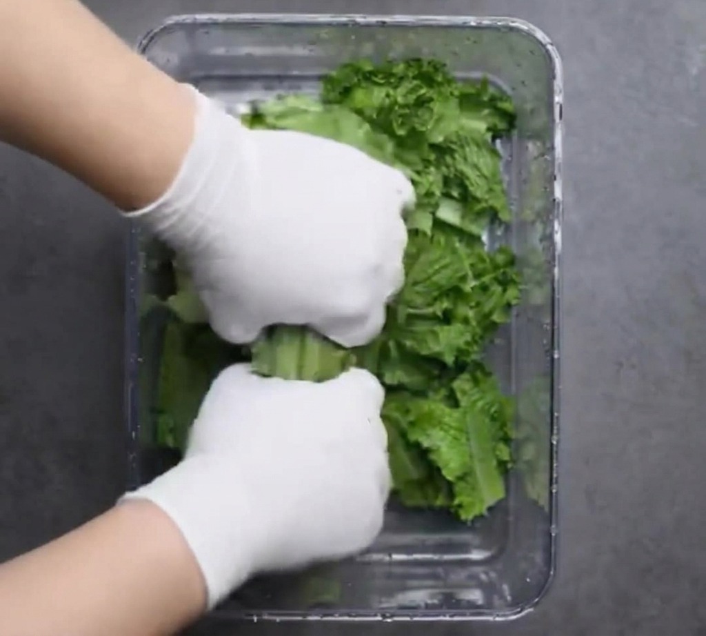 Mani con guanti che spezzettano foglie di lattuga fresca in un contenitore trasparente.