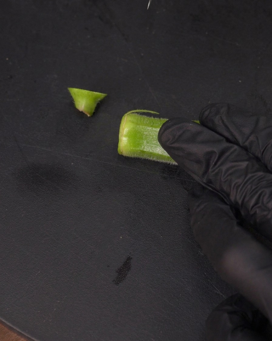 Una mano guantata che usa un piccolo coltello per tagliare una sottile striscia lungo la lunghezza di un baccello di okra.