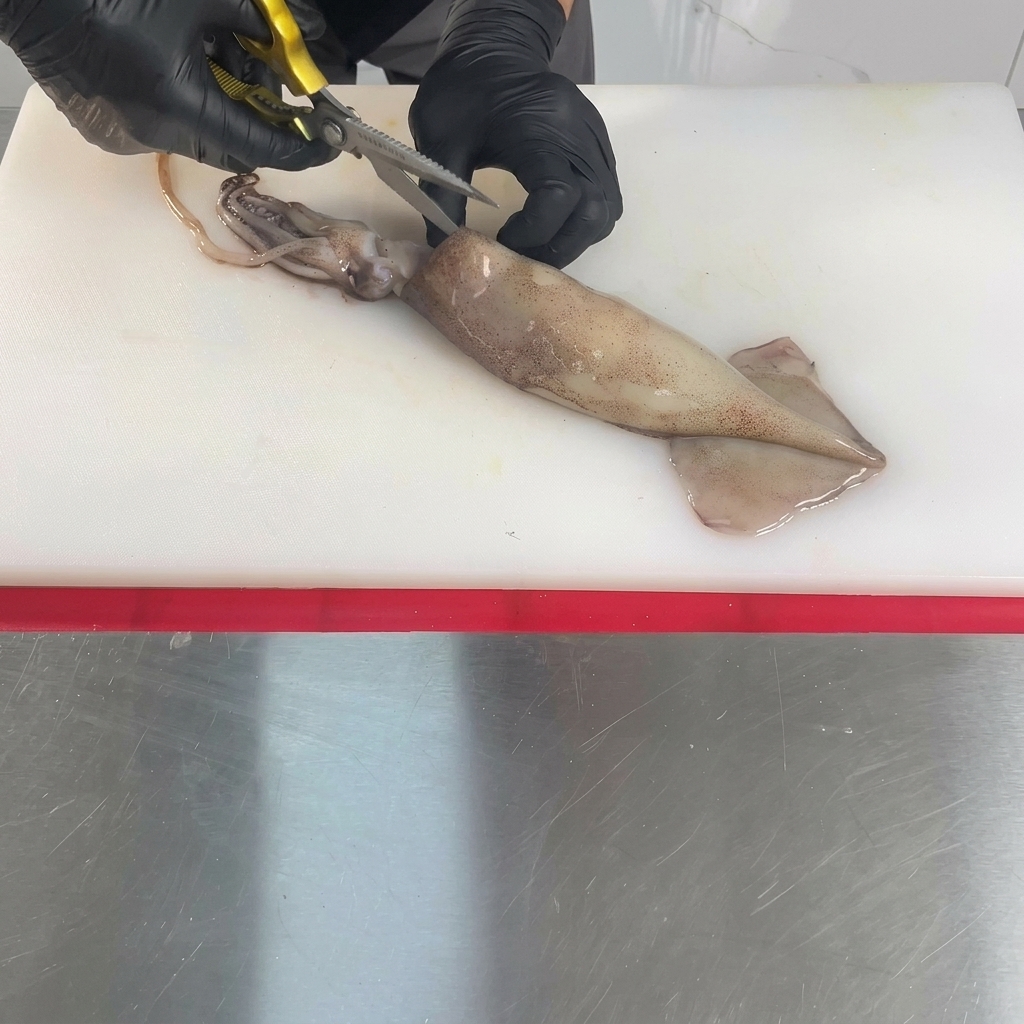 Un calamaro crudo intero su un tagliere bianco viene aperto al centro con delle forbici da cucina impugnate da mani con i guanti.