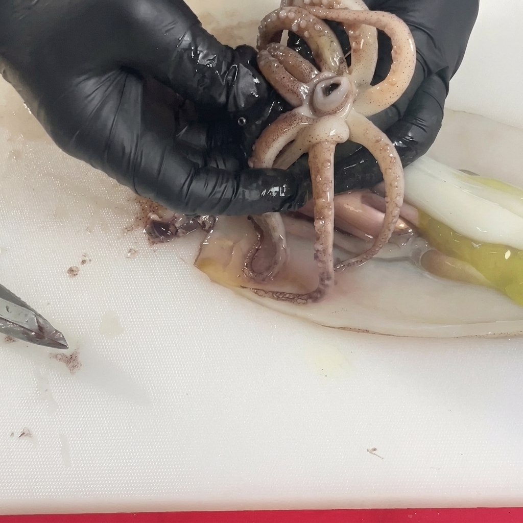 Mani protette da guanti allargano i tentacoli di un calamaro crudo per rimuovere il becco duro al centro.
