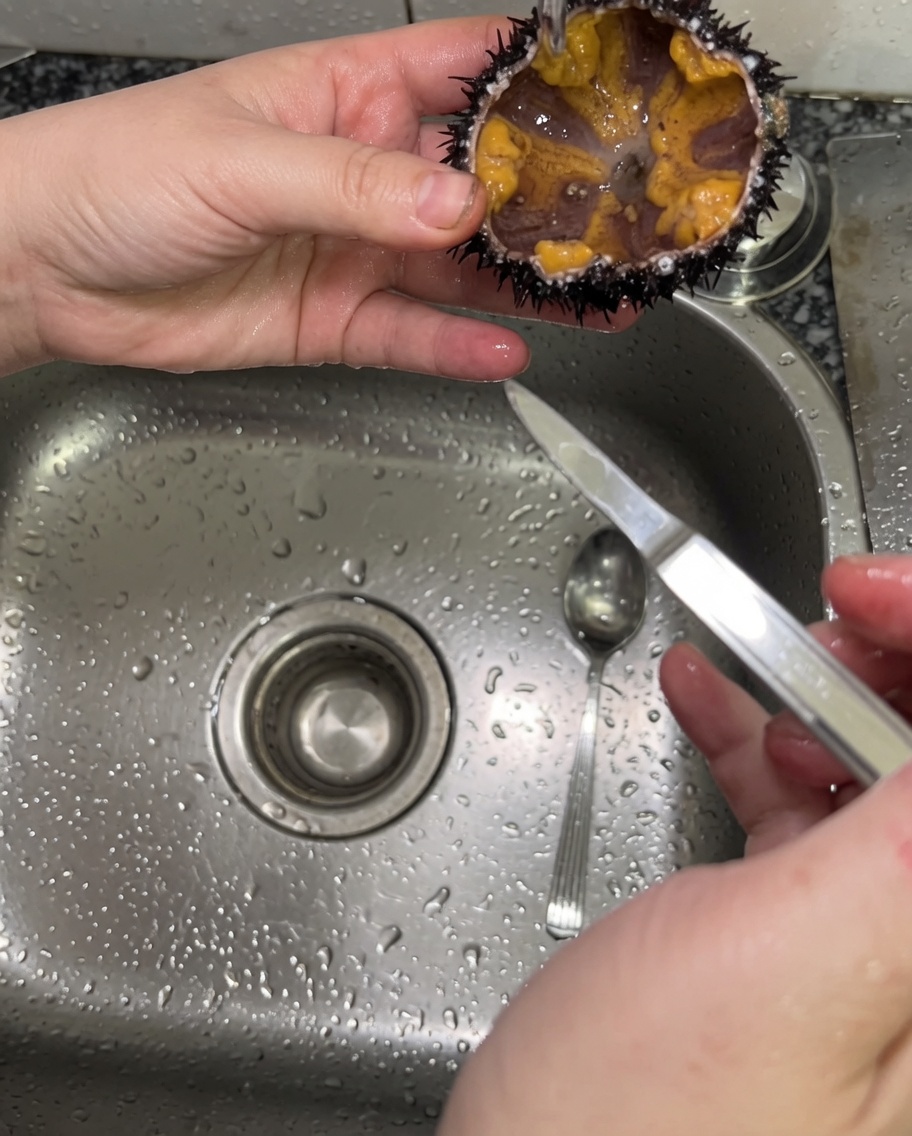Un getto dacqua fredda che sciacqua delicatamente linterno di un riccio di mare aperto.