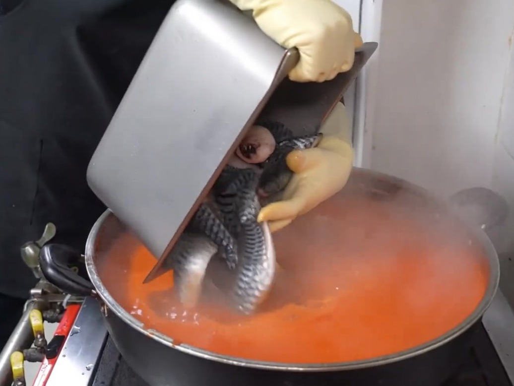 Pezzi di sgombro che vengono aggiunti con cura in una pentola di brodo piccante rosso bollente.