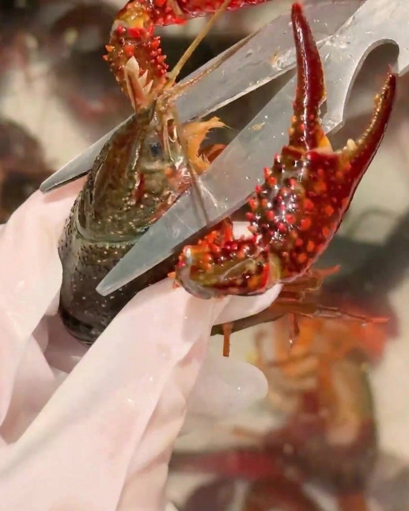 Primo piano di forbici da cucina utilizzate per tagliare la testa di un gambero di fiume.
