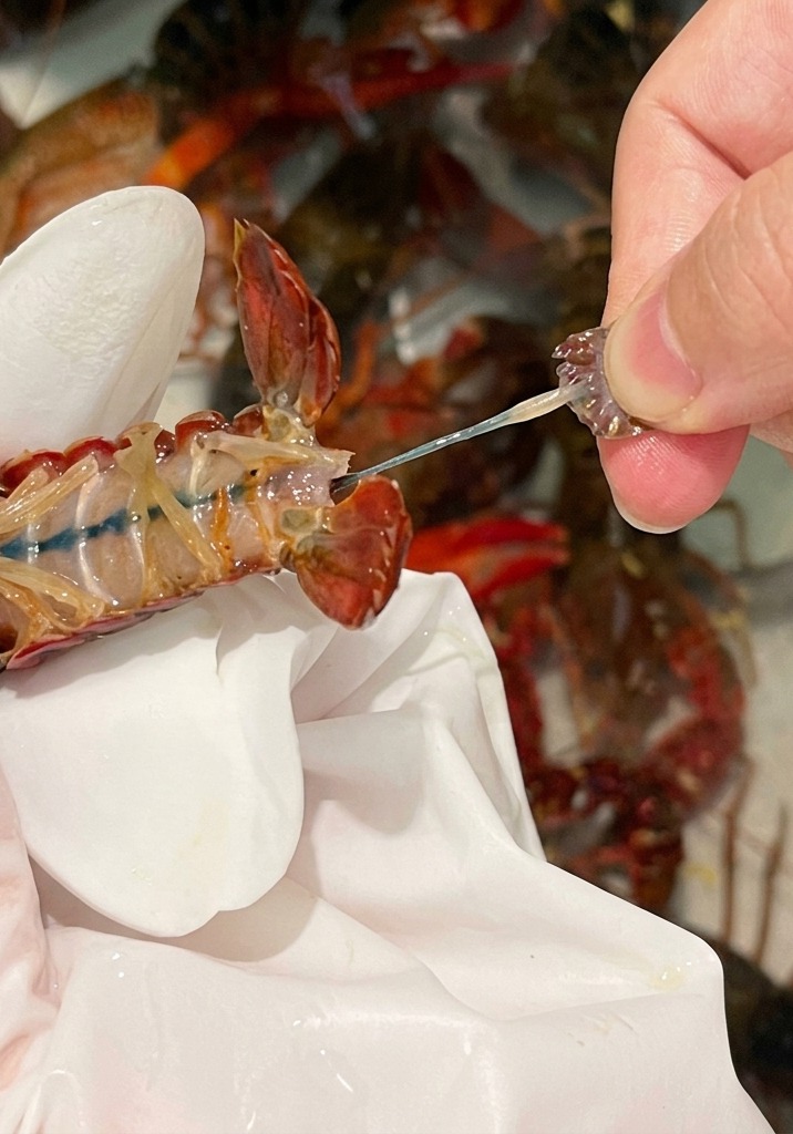 Il tratto intestinale estratto dalla coda di un gambero di fiume.
