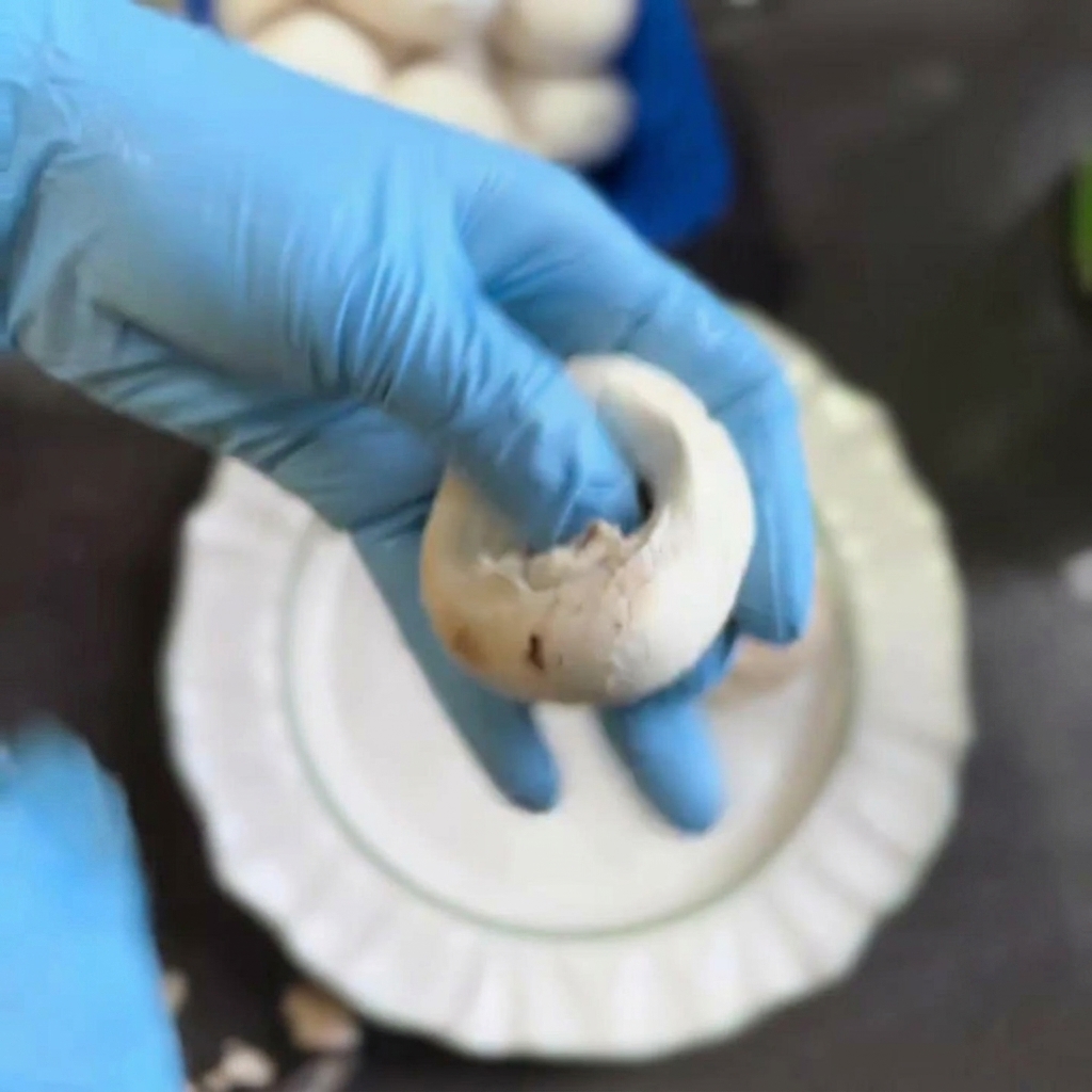 Una mano con un guanto blu che stacca il gambo da un fungo champignon bianco.