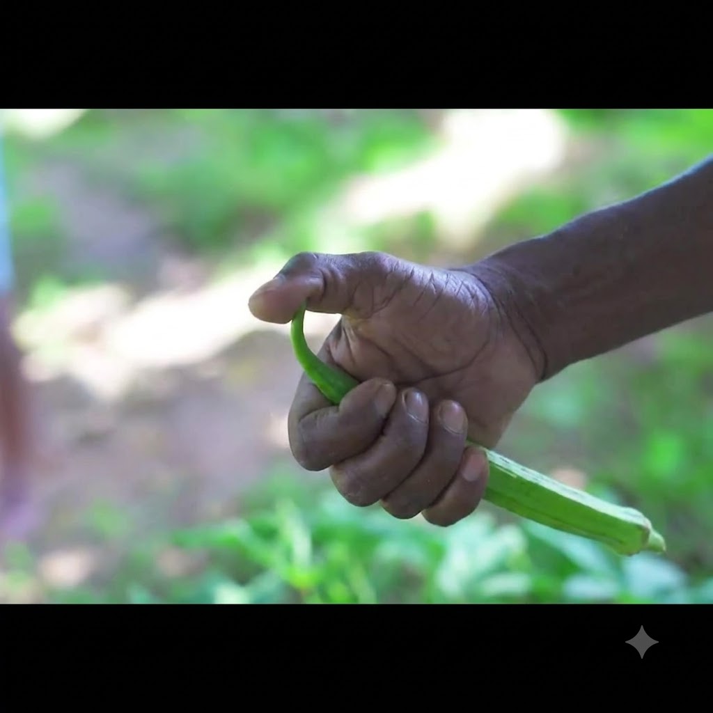 Le mani di una persona che tengono un baccello di okra verde crudo e ne spezzano la punta.